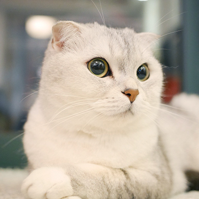 Cat Cuddles: A Guide to the Most Affectionate Breeds - Pearly White Pets