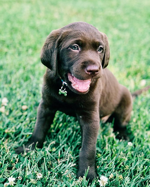 do puppies teeth get sharper