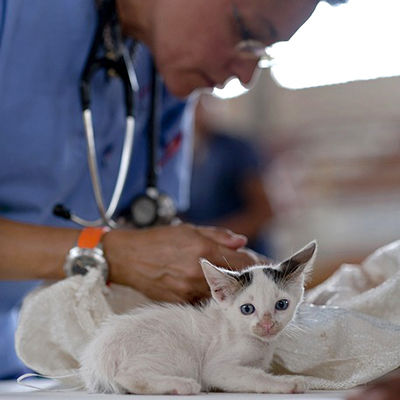 Vaccinating a Kitten