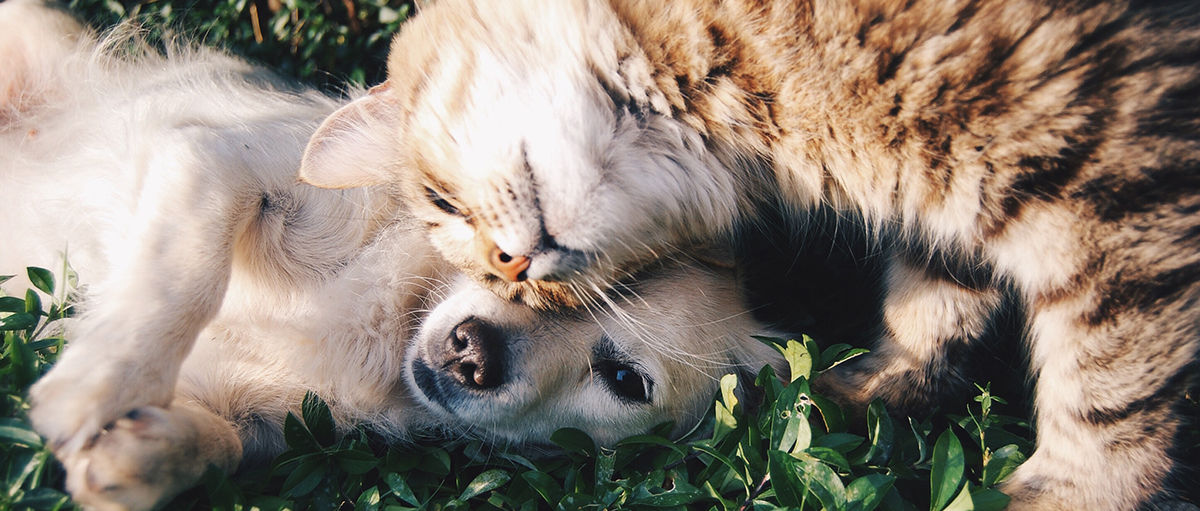 5 Tips For A Harmonious Relationship Between Cats and Dogs Pearly