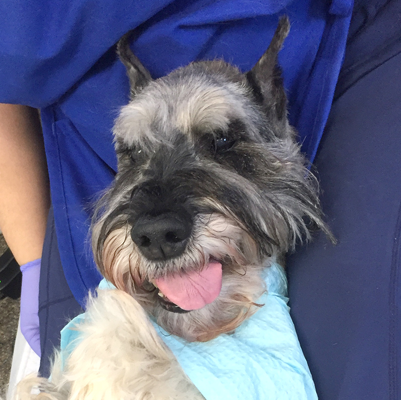 Baron, getting ready to have his teeth cleaned!